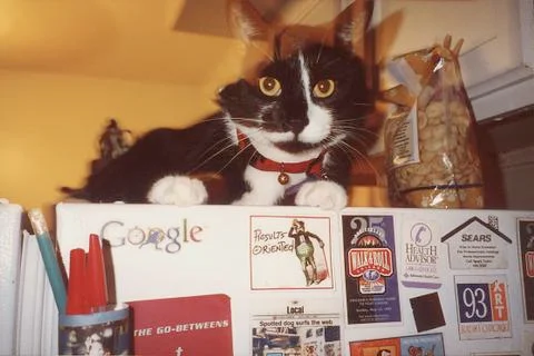 CatonFridge Stock Photos