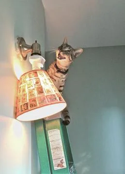 CatonLadder Stock Photos