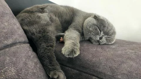 CatOnSofa Stock Photos