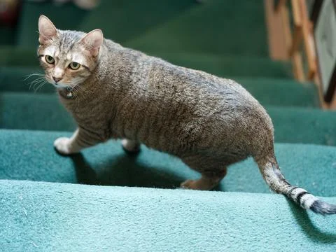 Catonstairs Stock Photos