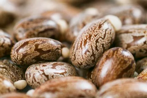 Cator beans Stock Photos