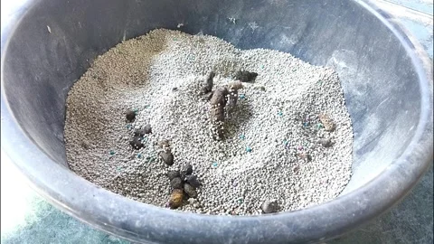 Catpoop Stock Footage 327443974