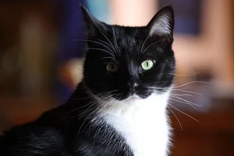 CatPortrait Stock Photos