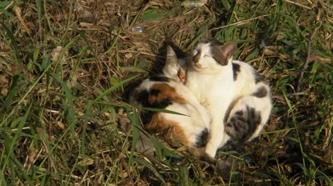 Cats 445.MP4 Stock Footage 995274