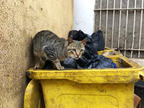 Cats of Algiers Foto stock