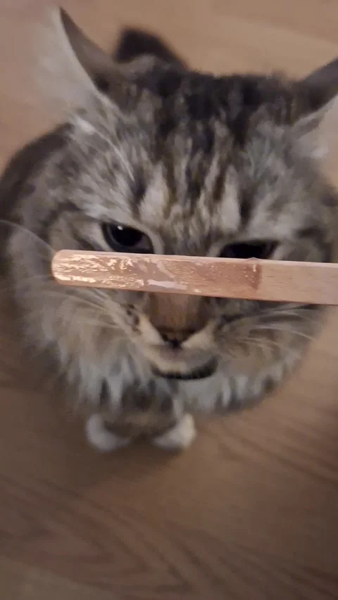 Cats also know that fine ice cream is always good for cooling down. Stock Footage 337229639