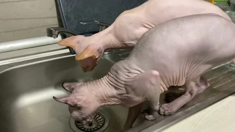 Cats and drops. Stock Footage 234870333