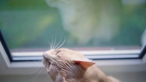 Cats and Kitten playing in slowmotion - close u Video stock 90777481