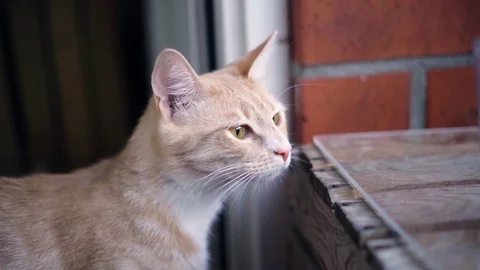 Cats and Kitten playing in slowmotion - close u Video stock 90777482