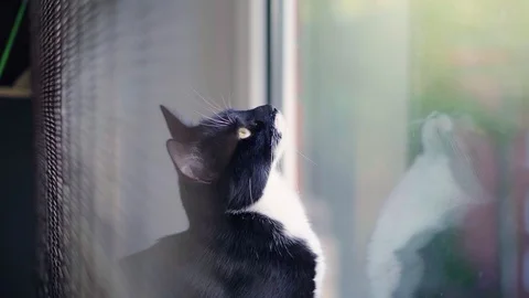 Cats and Kitten playing in slowmotion - close u Video stock 90777667