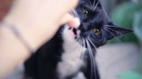Cats and Kitten playing in slowmotion - close u Video stock 90777778