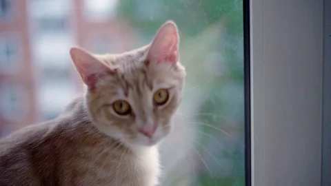 Cats and Kitten playing in slowmotion - close u Video stock 90777950