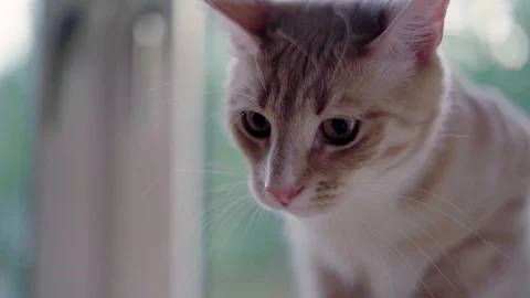 Cats and Kitten playing in slowmotion - close u Video stock 90777960