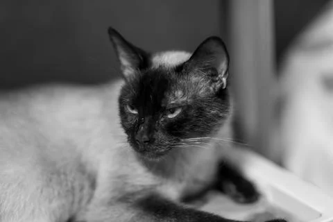 Cats and kittens Stock Photos