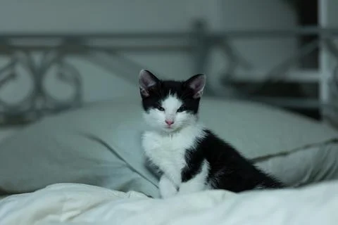 Cats and kittens Stock Photos
