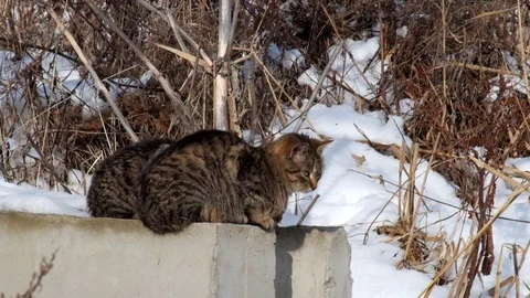 Cats are basking in the sun sitting on a cold concrete block in winter Stock Footage 86110314