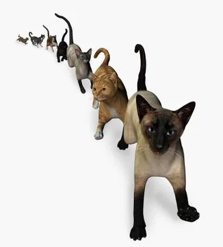 The Cats are Coming! Stock Illustration
