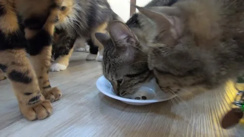 Cats are eating close up Stock Footage 154390305