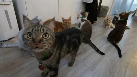 Cats are looking into the camera 스톡 동영상 154390528