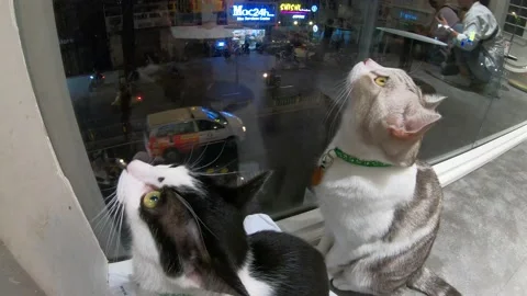 Cats are looking at one spot Stock Footage 150224836