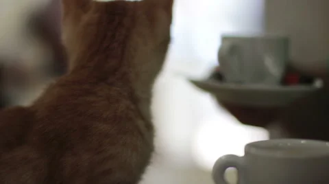 Cats Are Playing At The Cafe 1 Stock Footage 52208462