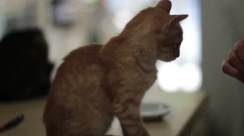 Cats Are Playing At The Cafe 2 Stock Footage 52208409