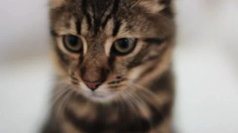 Cats Are Playing At The Cafe Stock-Footage 52208459