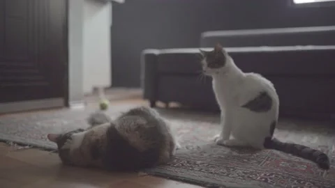 Cats are playing with each other Video stock 196199092