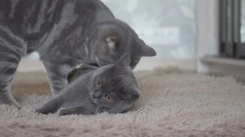 Cat's attack and two scottish straight playing on the floor Stock Footage 108721324