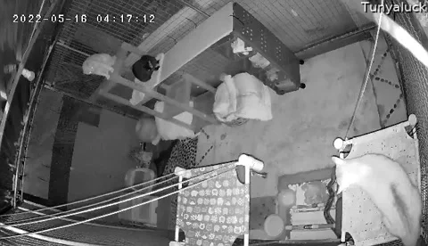 Cats Attack Snake Slithering in Their Enclosure, Thailand - 16 May 2022 Video stock 205430962