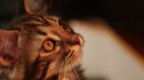 Cats B Roll 1 Stock Footage 25208774