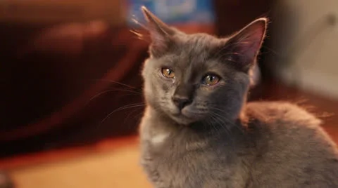 Cats B Roll 2 Stock Footage 25208778