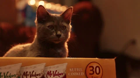 Cats B Roll 3 Stock Footage 25208800