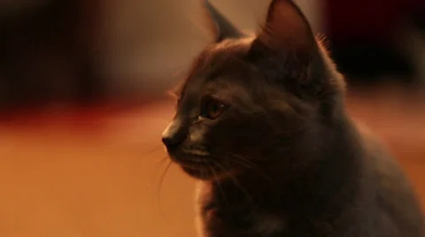 Cats B Roll 4 Stock Footage 25208949