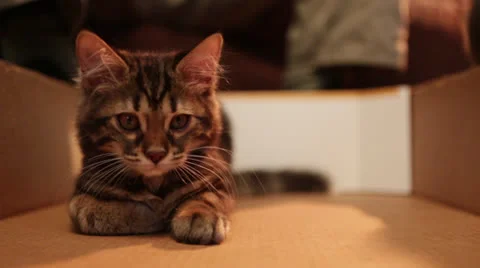 Cats B Roll 5 Stock Footage 25209104