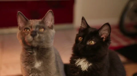 Cats B Roll 6 Stock Footage 25209173