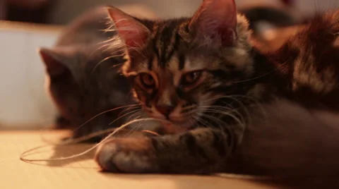 Cats B Roll 7 Stock Footage 25209276