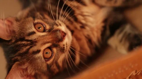 Cats B Roll 8 Stock Footage 25209334