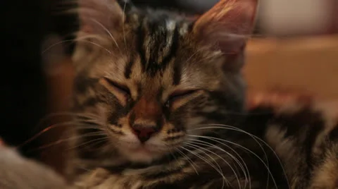 Cats B Roll 9 Stock Footage 25209342