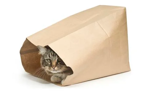 The cat's in the bag Foto stock