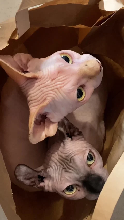 The cats in the bag really like to sit in it. Stock Footage 237883457