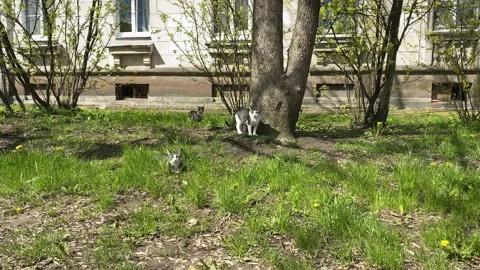 Cats bask in the rays of the spring sun on young green grass among the trees Stock Footage 132949690
