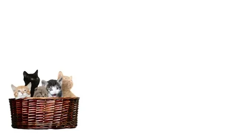 Cats in a basket on a white background Video stock 76012717