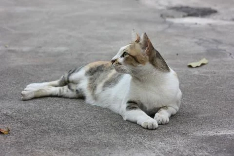 The cat's behavior with attention. Stock Photos