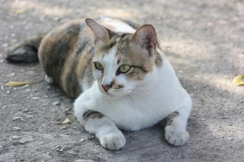 The cat's behavior with attention. Stock Photos