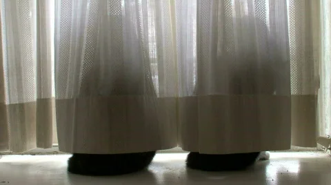 Cats behind a curtain Stock-Footage 580832