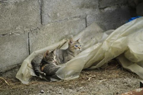 Cats between plastic Stock Photos