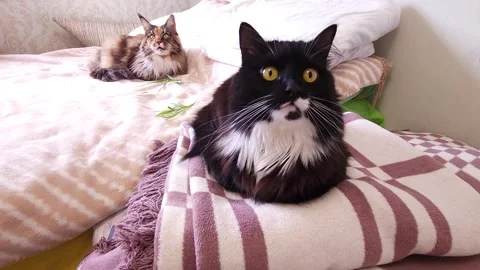 Cats - a black and white mongrel and a tricolor Maine Coon lie on blankets Stock Footage 298024286
