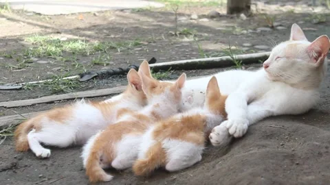 Cats breastfeed their kittens while sleeping Stock Footage 280693637