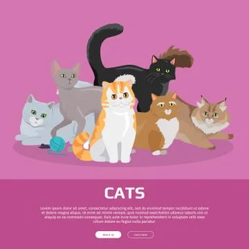 Cats Breeds Flat Vector Web Banner 스톡 일러스트